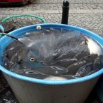 Insolite : la carpe, un poisson qui « se balade » dans les rues de Prague en décembre